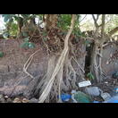 Schnell bemächtigt sich die Natur verlassener Häuser